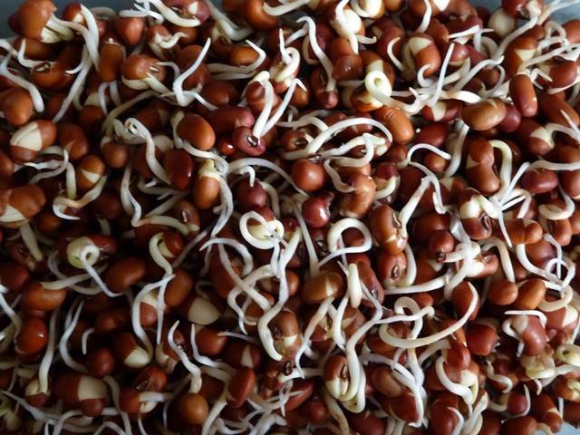 Semena na klíèky fazole Adzuki 50g